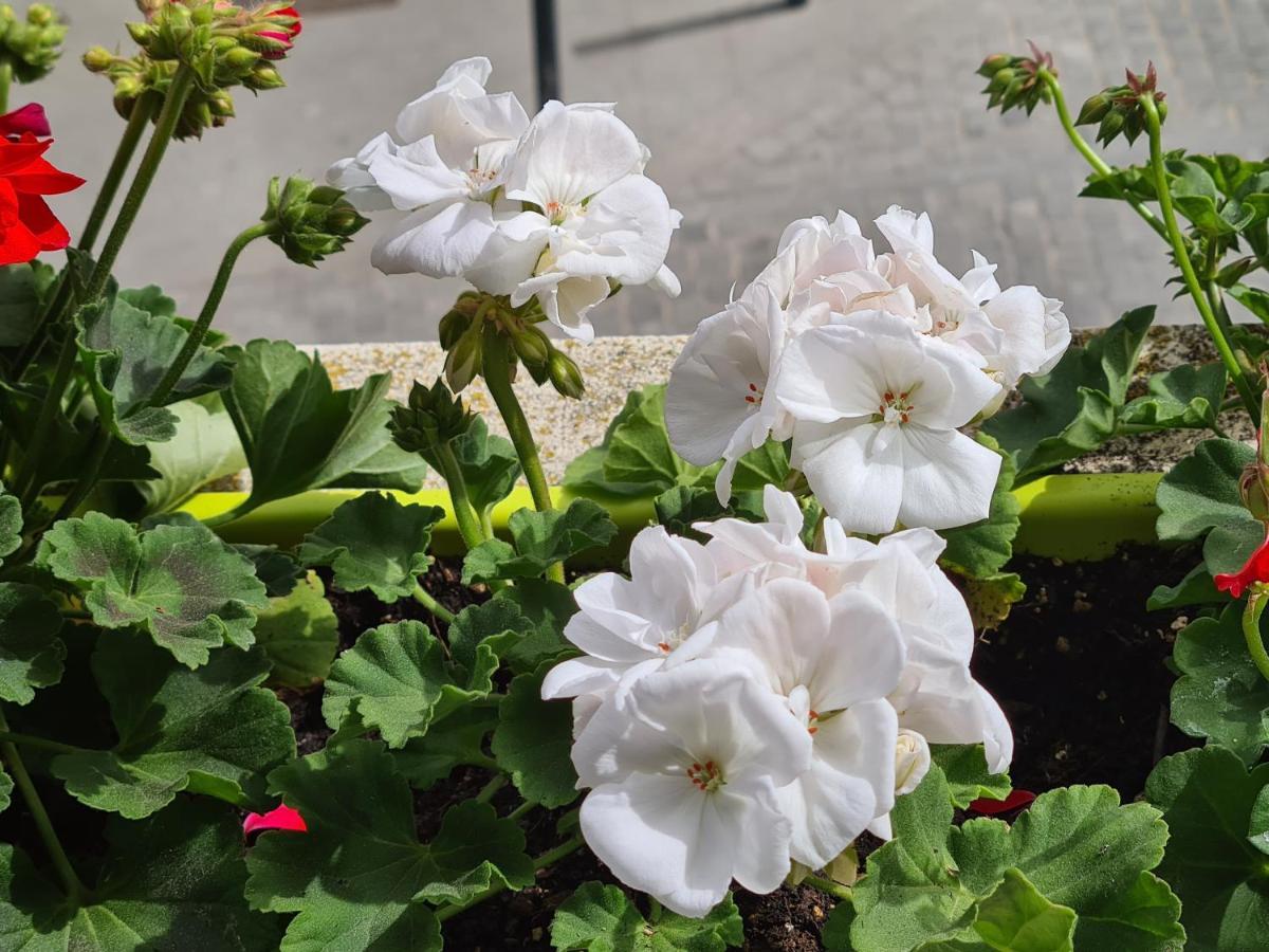 Green House أفيرو المظهر الخارجي الصورة